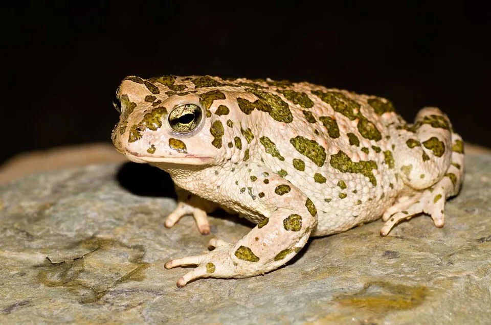 Pseudepidalea boulengeri fotografiado en el erg de Ouzina (Marruecos) el 1 de abril de 2012