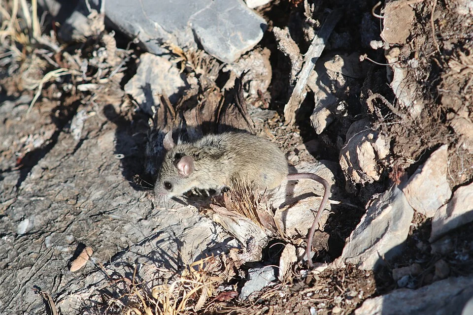 Photo of Hooper's Mouse (Neotominae) uploaded from iNaturalist.