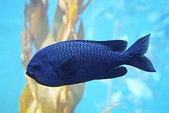 The blacksmith Chromis punctipinnis is a damselfish, and only rarely occurs in central California, usually during El Nino events.