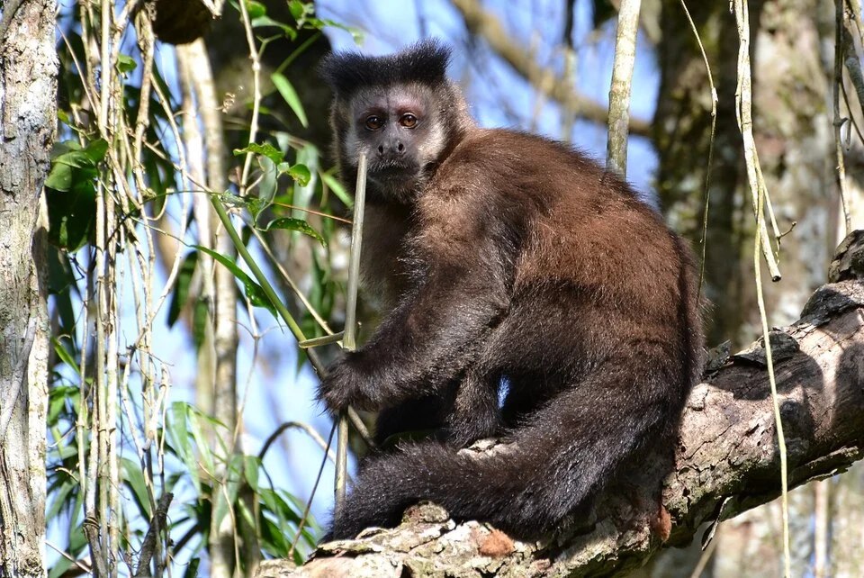 Black capuchin (Sapajus nigritus) - Southern form - Parque Nacional Iguazú, Argentina.