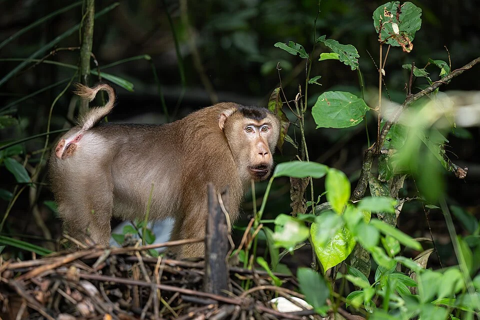 Southern pig-tailed macaque (Macaca nemestrina) from Kinabantangan river