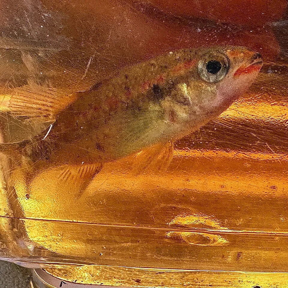 Balston's Pygmy Perch (Nannatherina balstoni). Species of fish.