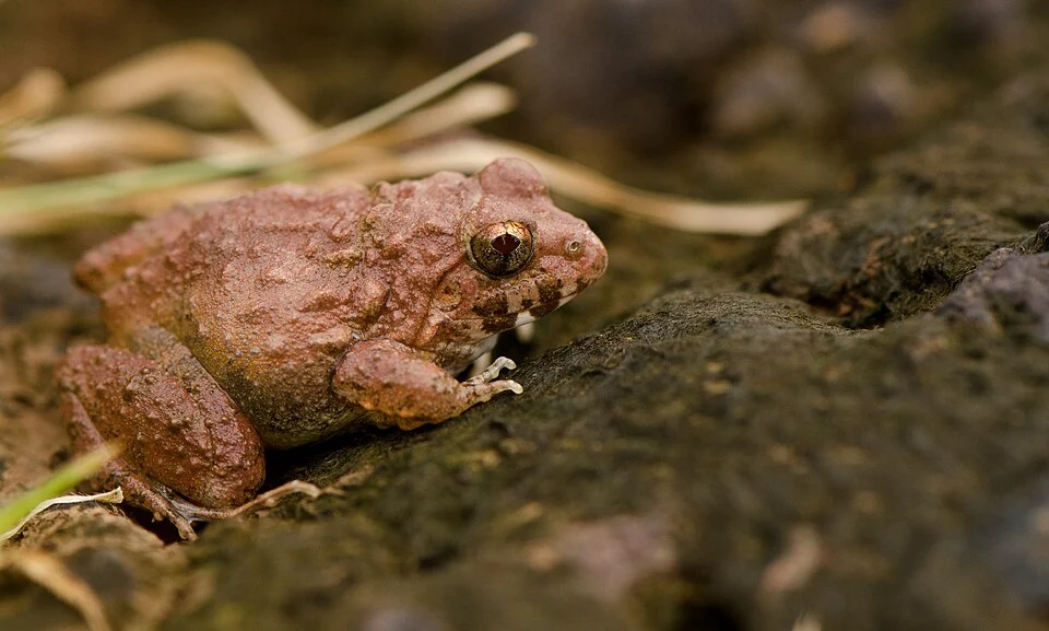 Zakerana rufescens (common names: Malabar wart frog, reddish burrowing frog, or rufescent burrowing frog) is a species of frog that is endemic to the Western Ghats, India.Recorded from Madayippara a lateritic hillock in the midland of Kannur District of Kerala.