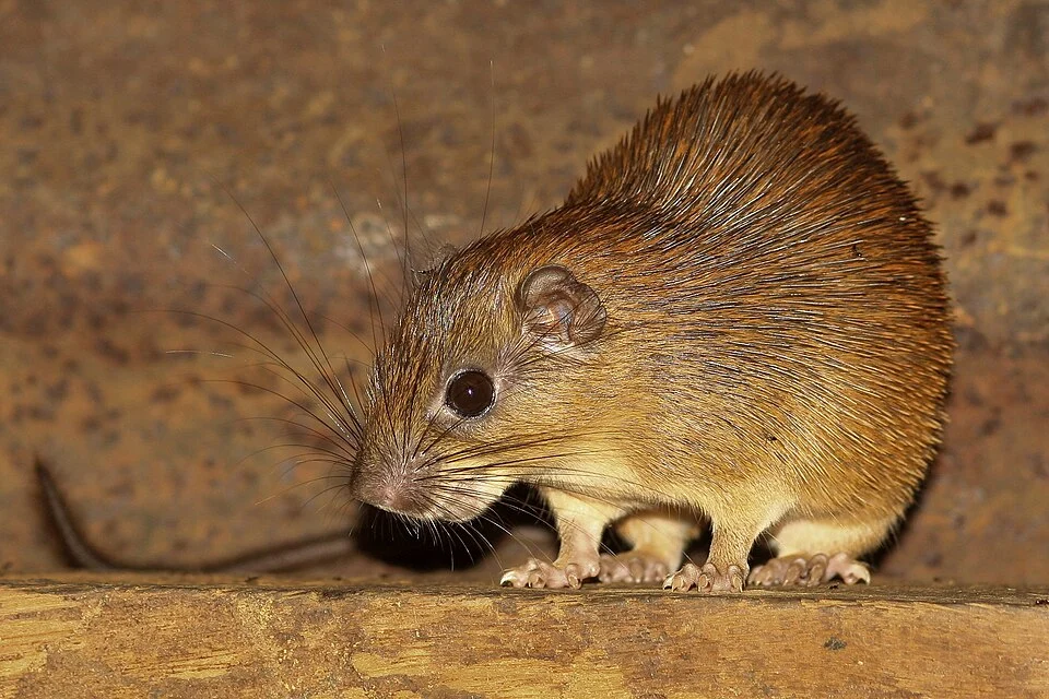 A female of the Ferreira's spiny tree-rat (Mesomys hispidus)