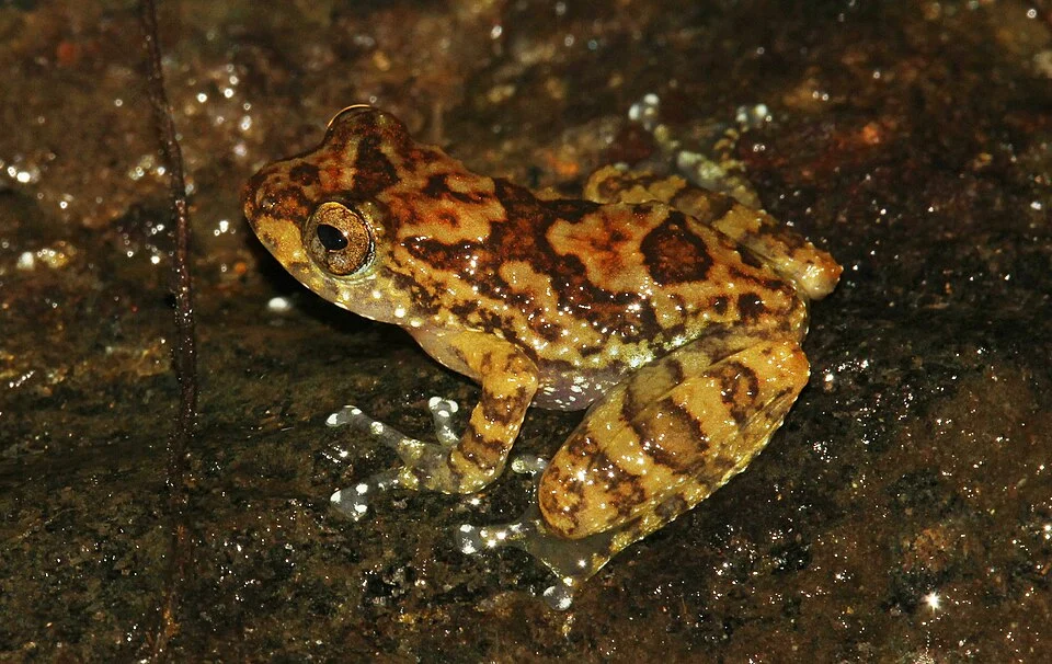 Pseudophilautus macropus is an endemic species of frog found in Sri Lanka