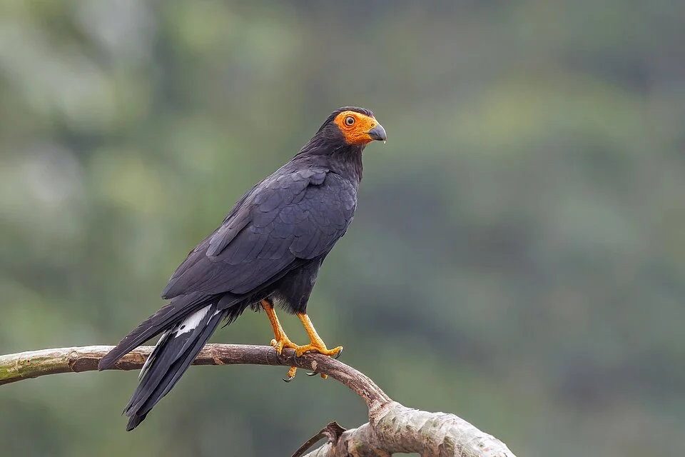 Black caracara (Daptrius ater), Rio Napo, Ecuador