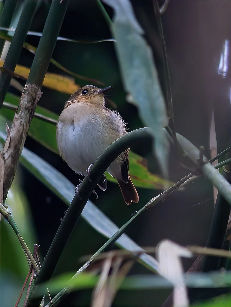 Cryptic Flycatcher in the wild. Photo by Adri Constantino of Birding Philippines.