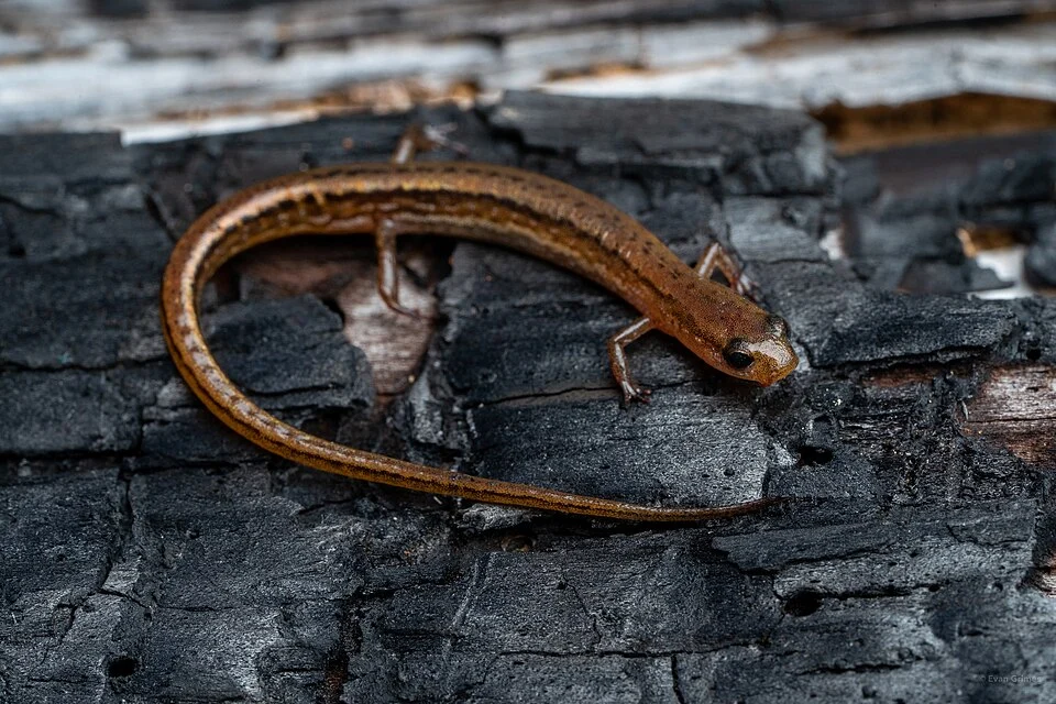 Photo of bog dwarf salamander uploaded from iNaturalist.