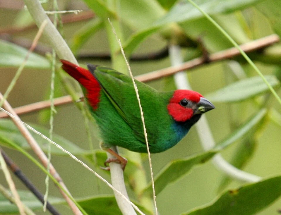 Fiji Parrotfinch (Erythrura pealii) Savusavu, Vanua Levu, Fiji Isles