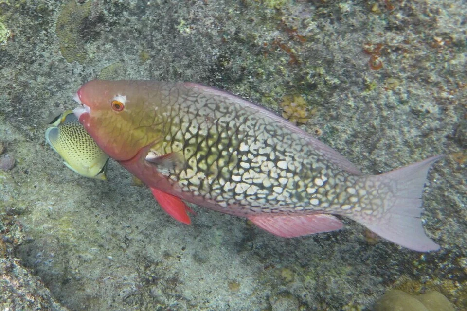Photo of Redlip Parrotfish (undefined) uploaded from iNaturalist.