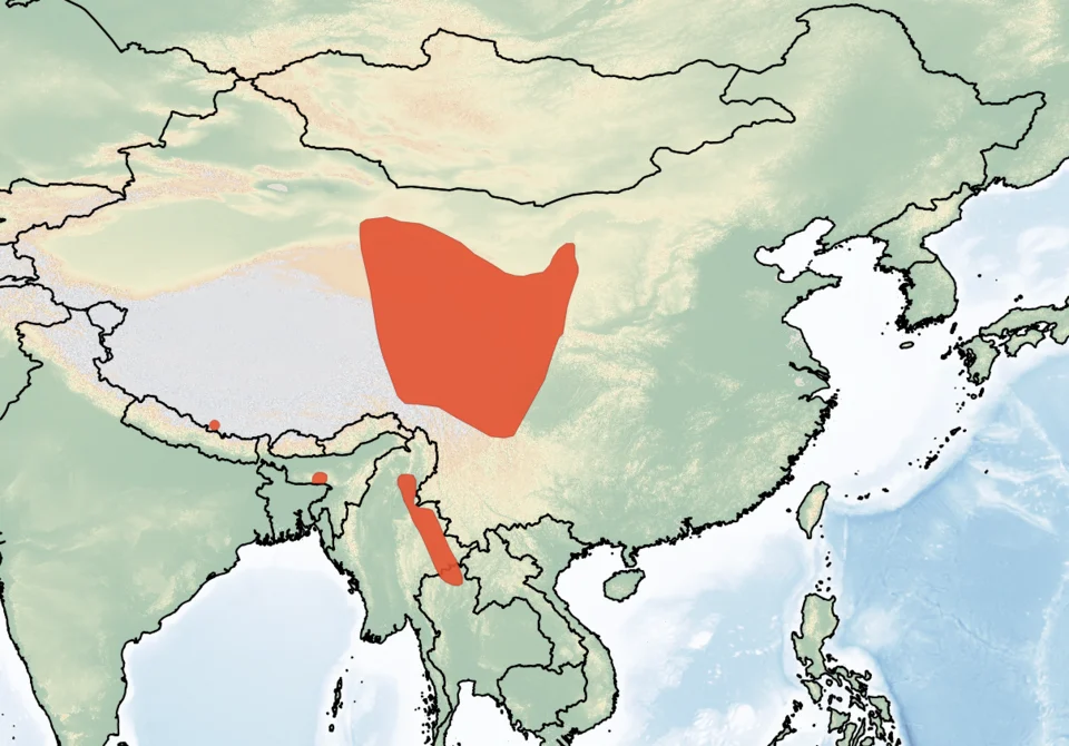 Distribution of Eptesicus pachyotis. Red - Extant (resident).