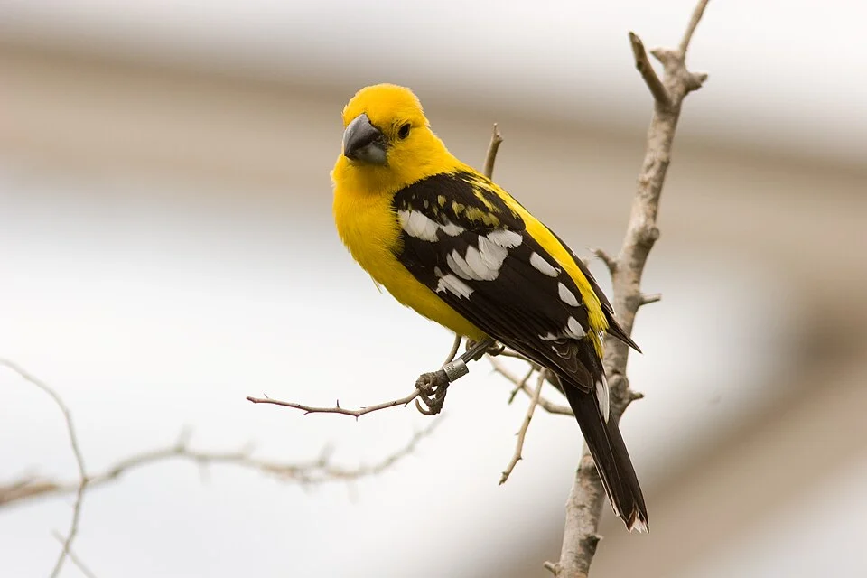 An adult male Yellow Grosbeak (also known as Mexican Yellow Grosbeak) at Burgers Zoo, Arnhem, Netherlands.