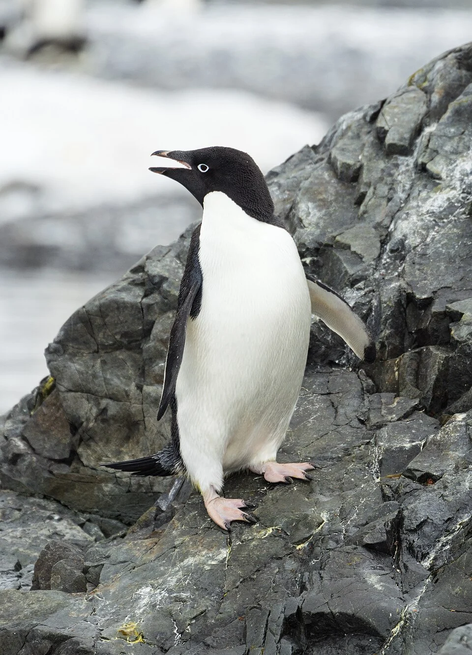 Adélie penguin (Pygoscelis adeliae), Hope Bay, Trinity Peninsula, on the northernmost tip of the Antarctic Peninsula. Image taken from a zodiac.