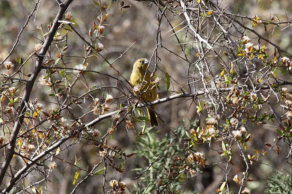 Greenish Yellow-Finch in Peru