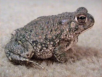 Texas Toad, Bufo speciosus courtesy of Austin Reptile Service.