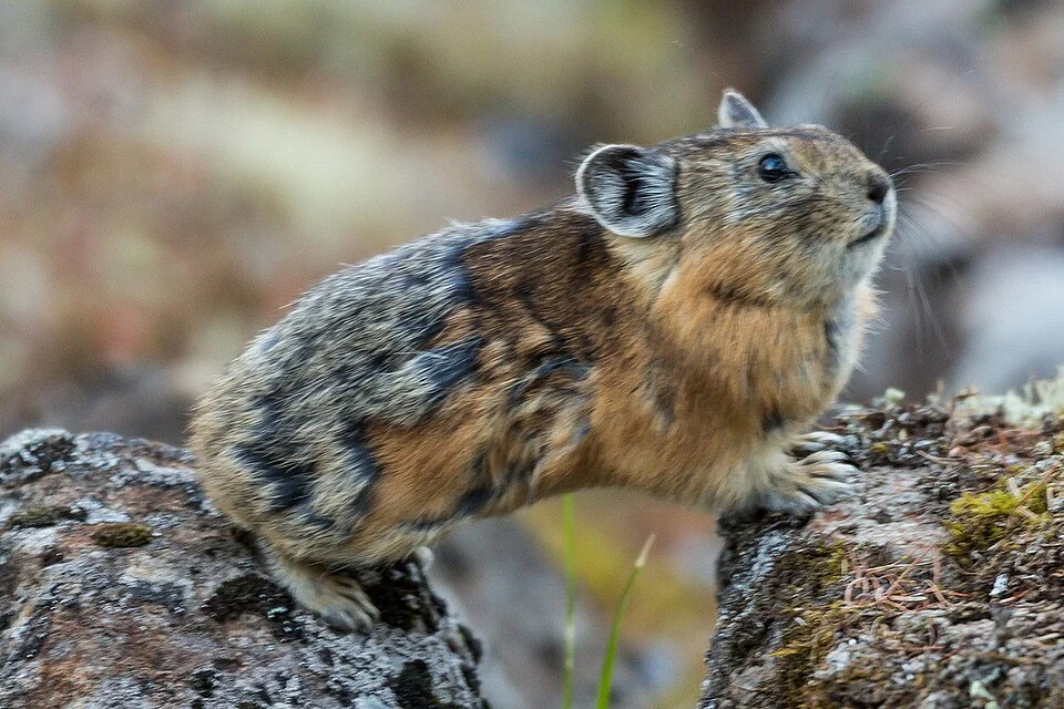 Turuchan Pika (Ochotona turuchanensis)