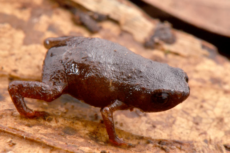 Holotype of Brachycephalus curupira in life (MHNCI 10280).