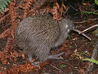 Tokoeka, Apteryx australis; wild bird. Stewart Island, New Zealand