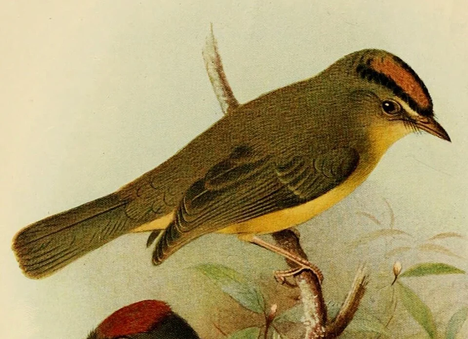 Roraima Warbler (Basileuterus roraimœ) = Myiothlypis roraimae – cropped image from plate VI from Charles Chubb's The birds of British Guiana (vol. II, 1921); illustration by Henrik Grönvold.