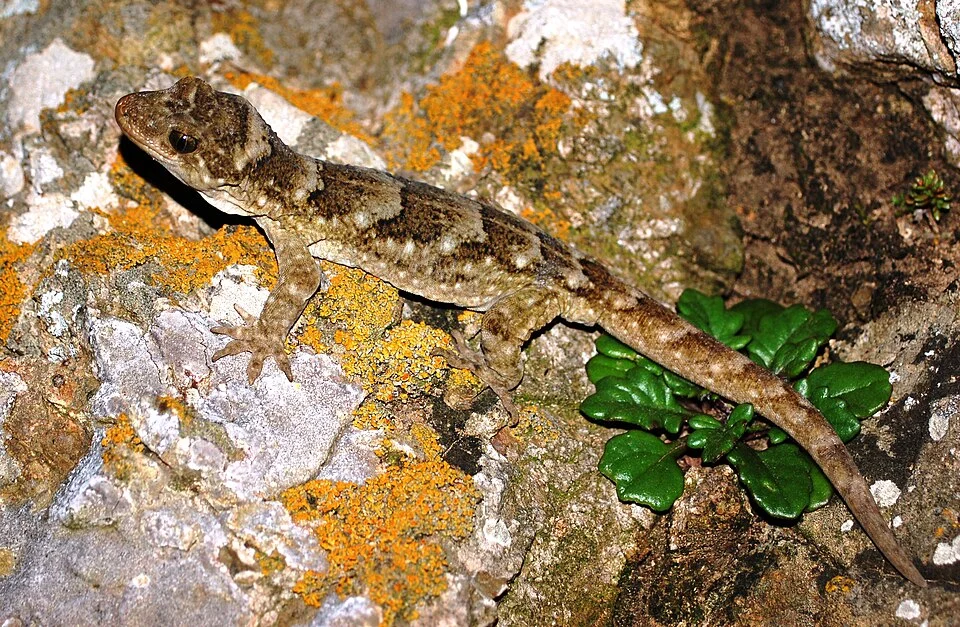 Duvaucel's gecko, Hoplodactylus duvaucelli, North Brother Island, New Zealand
