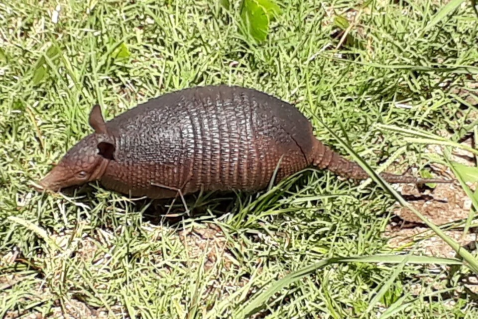Species previoslly named Dasypus hybridus (actually named Dasypus septemcinctus hybridus), in the wild, at natural grasslands and water lagoons of Valizas, Uruguay