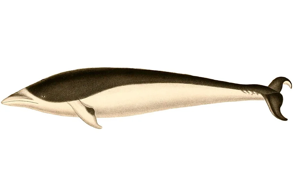« Delphinus peronii » = Lissodelphis peronii (Southern right whale dolphin)