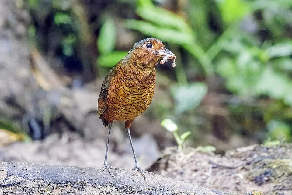 Giant antpitta (Grallaria gigantea hylodroma), Refugio Paz de las Aves, Nanegalito, Ecuador