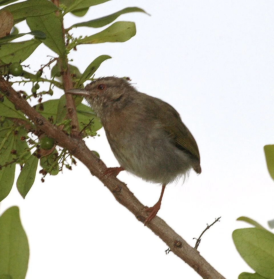 Green Crombec (Sylvietta virens)