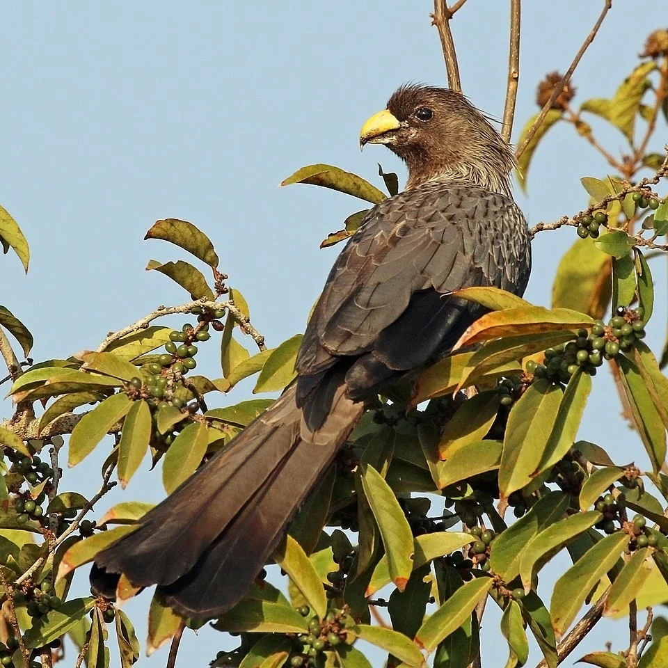 Western grey plantain-eater (Crinifer piscator), The Gambia