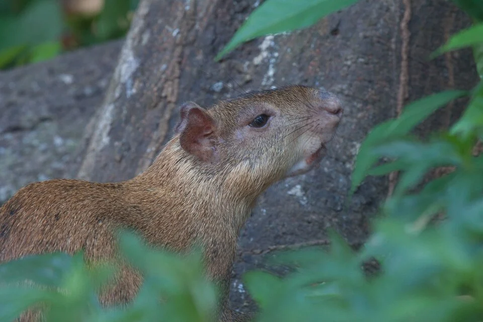 Dasyprocta coibae - Coiban Agouti. Species of rodent.