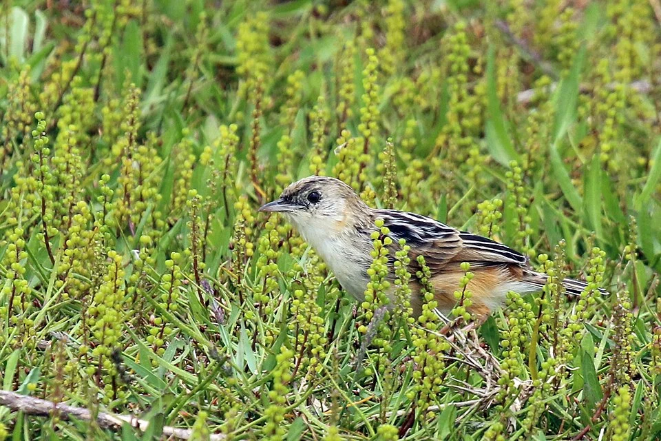 Croaking cisticola (Cisticola natalensis natalensis), Lake Sibaya, Kwa-Zulu Natal, South Africa