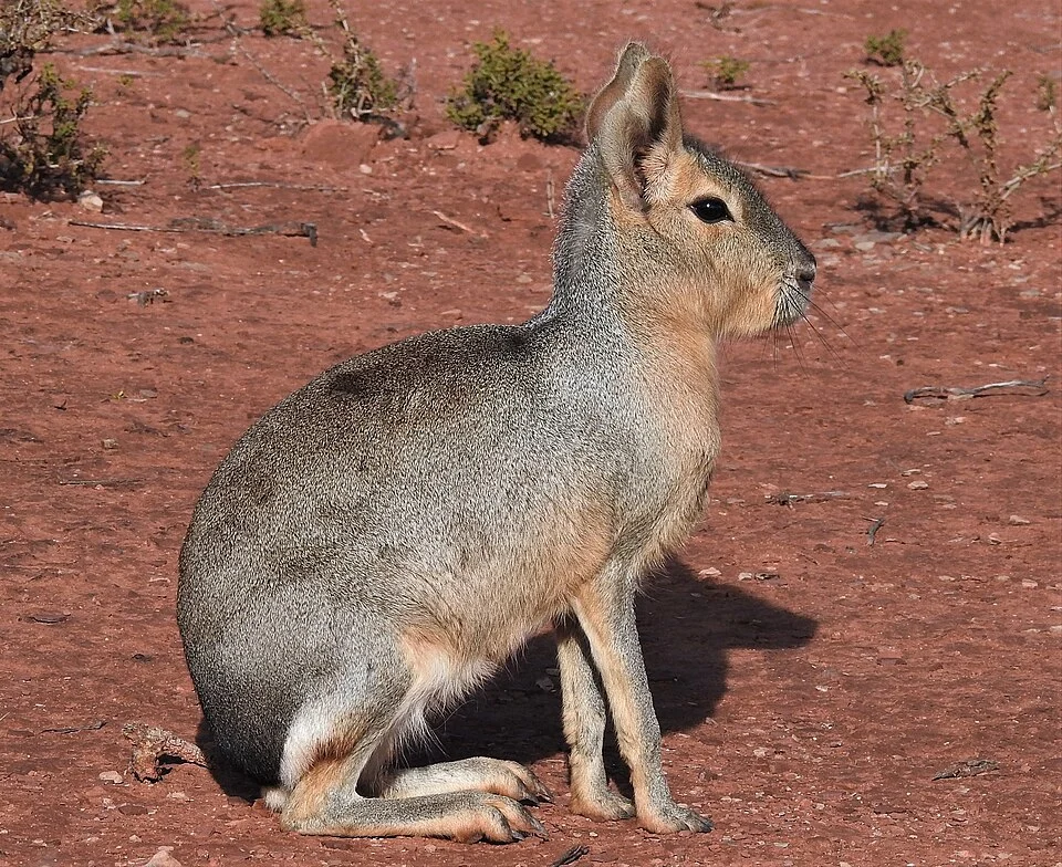 Patagonian Mara (Dolichotis patagonum) in Argentina