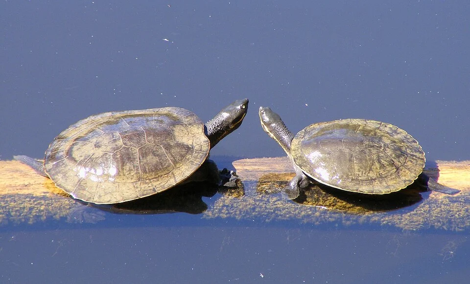 A pair of Macquarie Turtles, (Emydura macquarii) on a log at Warrawong sanctuary - near Mylor in the Adelaide Hills, South Australia