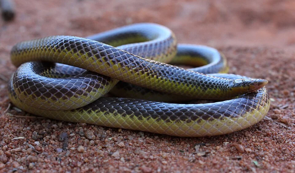 Xenocalamus bicolor (Slender Quill-snouted Snake) by Ryan van Huyssteen
