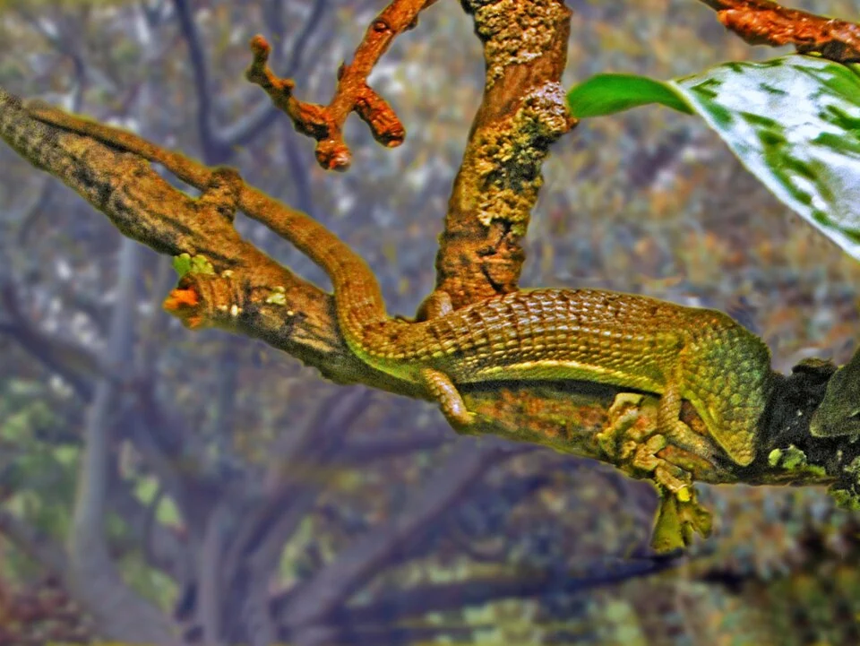 Abronia lythrochila