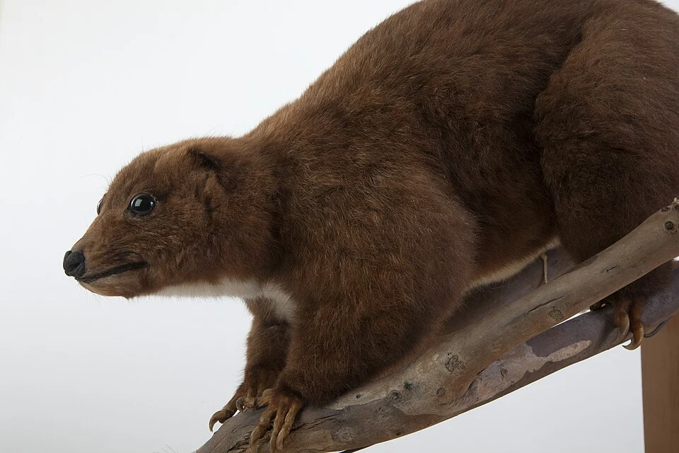 Taxidermied specimen of mountain cuscus (Phalanger carmelitae).