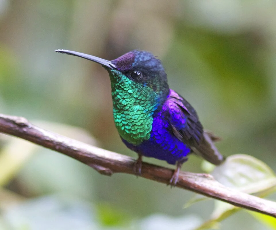 Violet-crowned Woodnymph (Thalurania fannyi colombica) taken at Rancho Naturalista, Costa Rica.