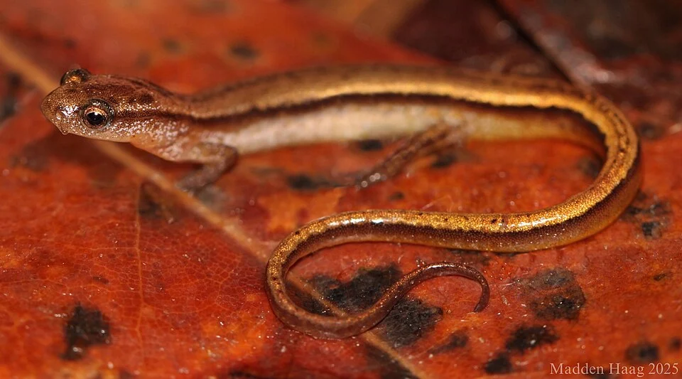 Chamberlain's dwarf salamander (Eurycea chamberlaini)