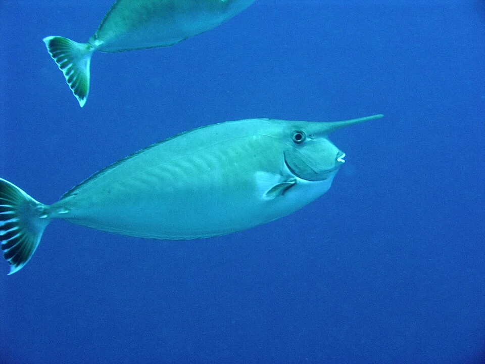 Image of Whitemargin unicornfish. Naso annulatus. Taken off Bunaken Island, North Sulawesi, Indonesia.