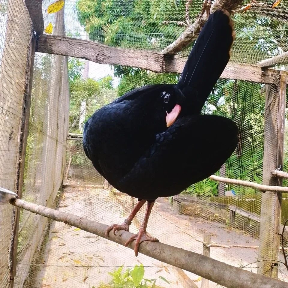 Specimen of the Alagoas curassow in a sanctuary.