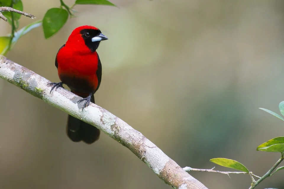 Ramphocelus nigrogularis, Masked Crimson Tanager