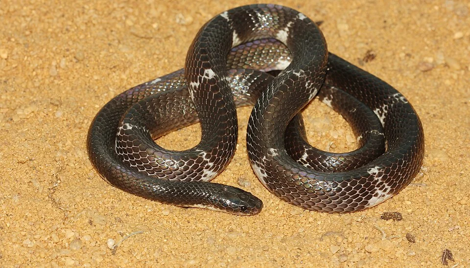 The Ceylon krait or Sri Lankan krait (Bungarus ceylonicus)[1] is a species of venomous elapid snake which is endemic to the island Sri Lanka