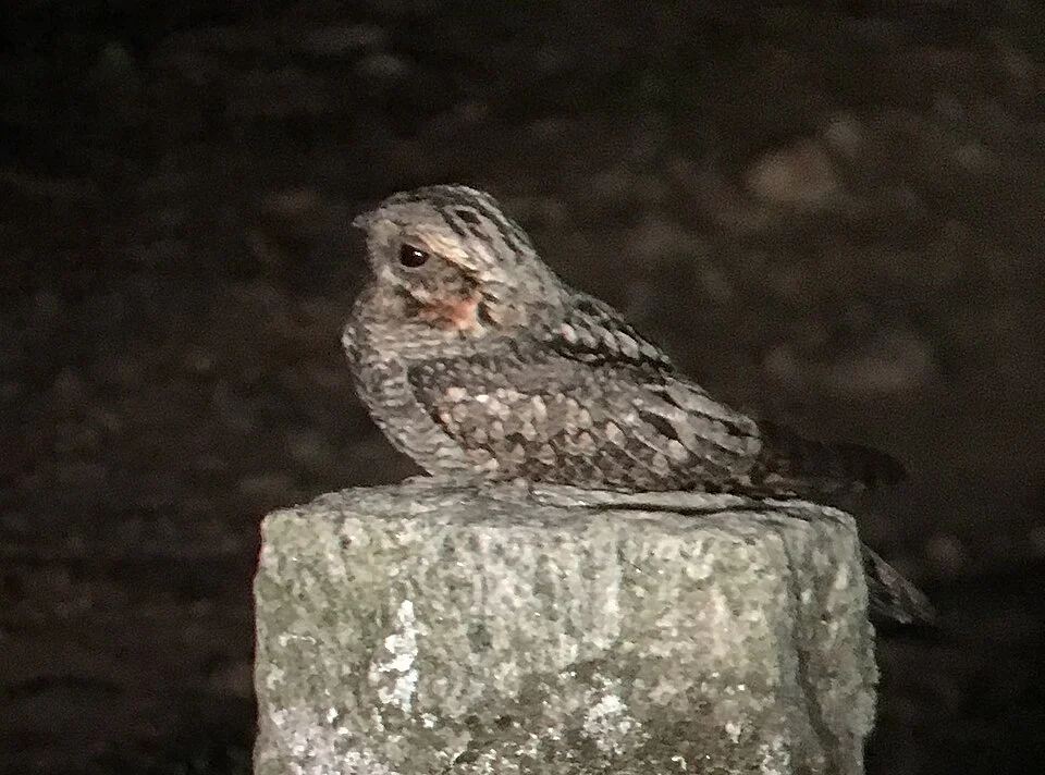 Jungle nightjar Caprimulgus indicus photographed in the Anamalai hills, India