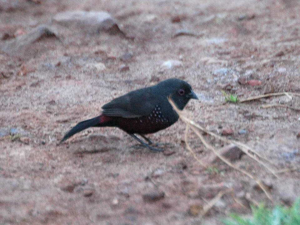Dusky Twinspot (Euschistospiza cinereovinacea) Mosese, Bwindi NP, SW Uganda