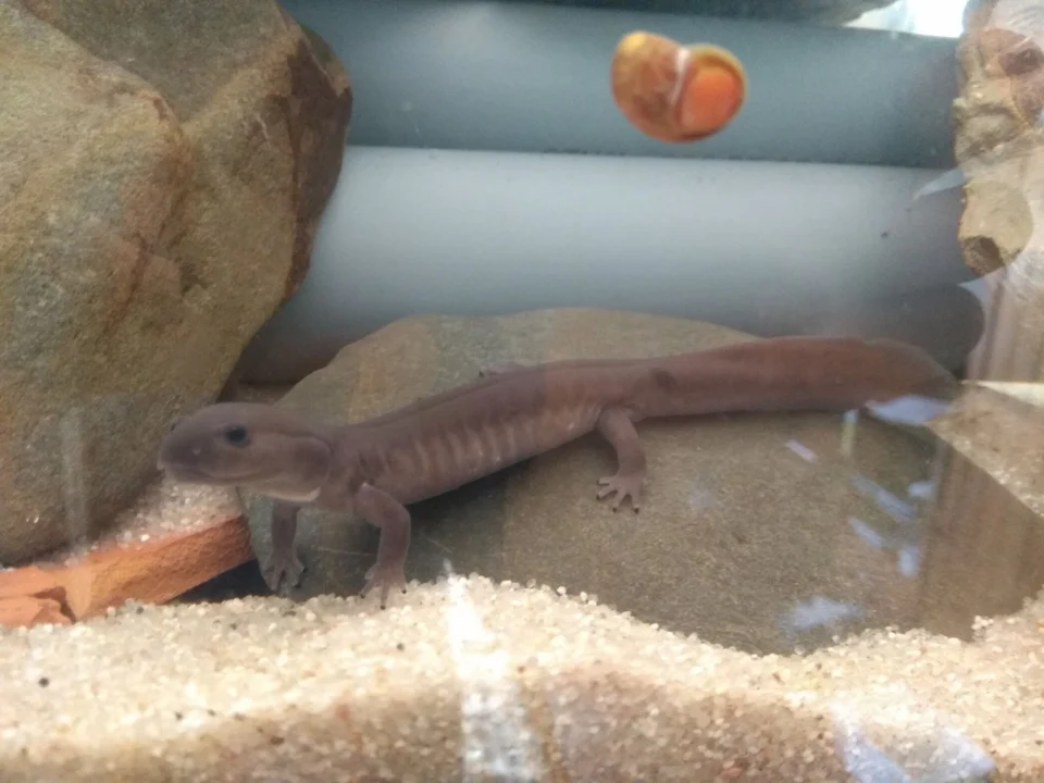 Young 2 year old P. schangchengensis in captivity