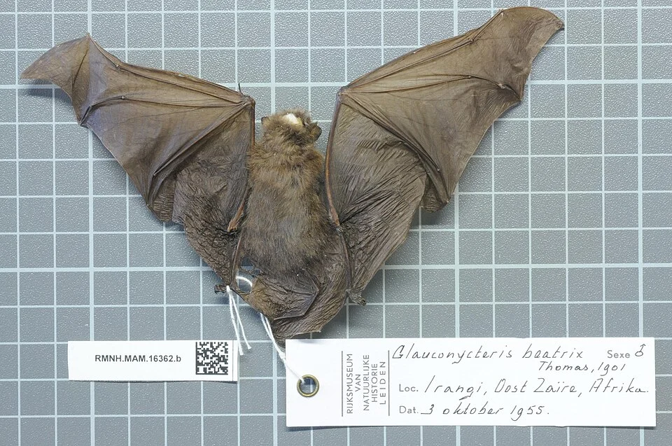 Glauconycteris beatrix