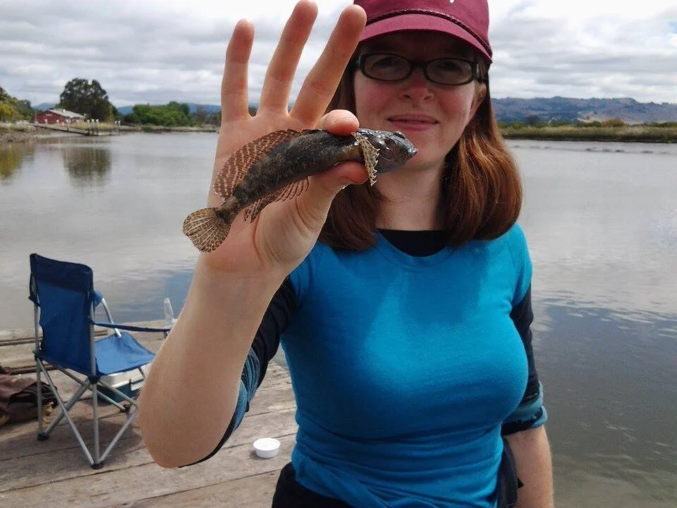 California longjaw mudsucker (Gillichthys mirabilis)