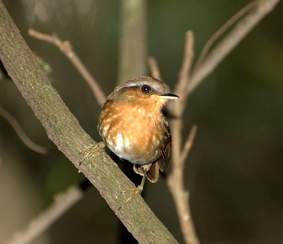 Rufous Gnateater (Conopophaga lineata) Parque Estadual da Serra da Cantareira - São Paulo-SP
www.wikiaves.com.br/midias.php?t=u&u=42