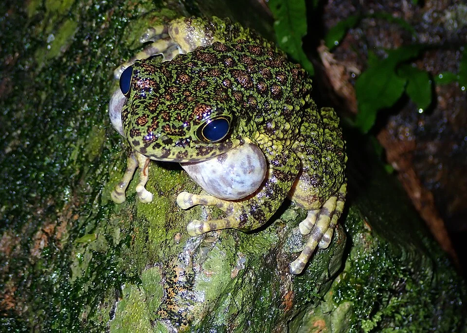 Amami Ishikawa’s Frog, Odorrana splendidaː Amami Is., Japan. Apri-1-2022