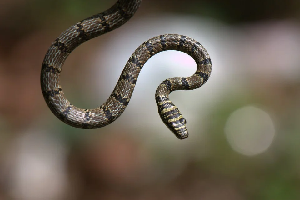 Sri Lanka Flying Snake